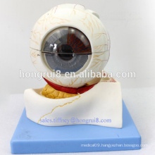 ISO Deluxe 3-D Anatomical Eye Model